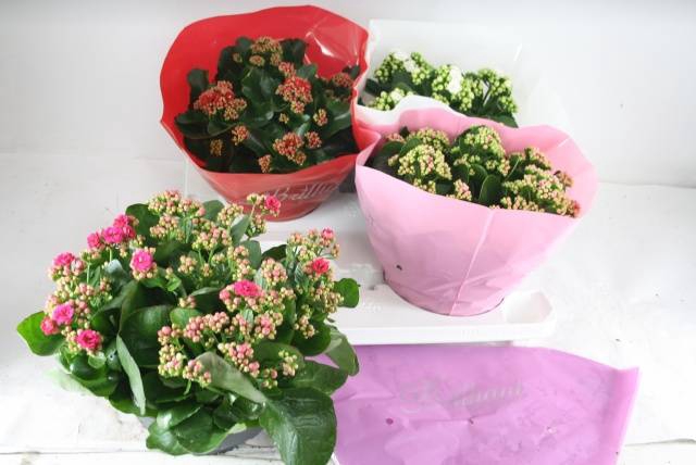 Kalanchoe Blossfeldiana Calandiva mix 23Ø 27cm