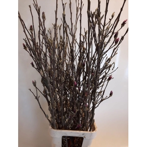 MAGNOLIA GRANDIFLORA