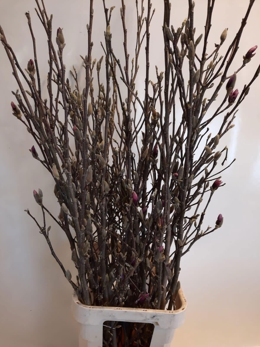 <h4>MAGNOLIA GRANDIFLORA</h4>