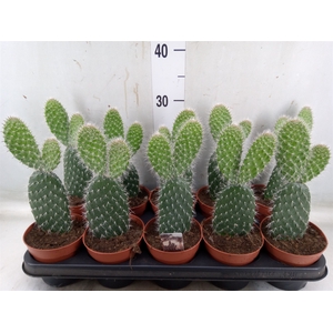 Opuntia