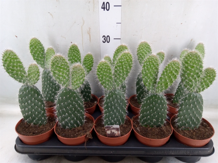 <h4>Opuntia</h4>
