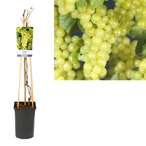 Vitis 'Supaga' +light label