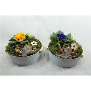 3817 ZINK HANDVAT PRIMULA