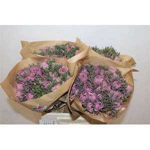 Anem Marianne Powder Wine Red