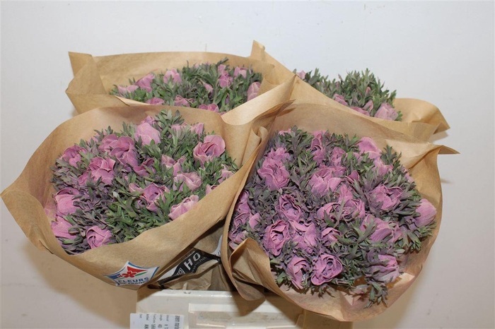 <h4>Anem Marianne Powder Wine Red</h4>