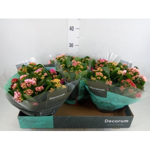 Kalanchoe blos.   ..rosebud mix/pot