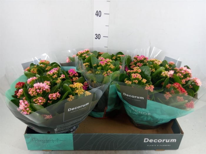 <h4>Kalanchoe blos.   ..rosebud mix/pot</h4>