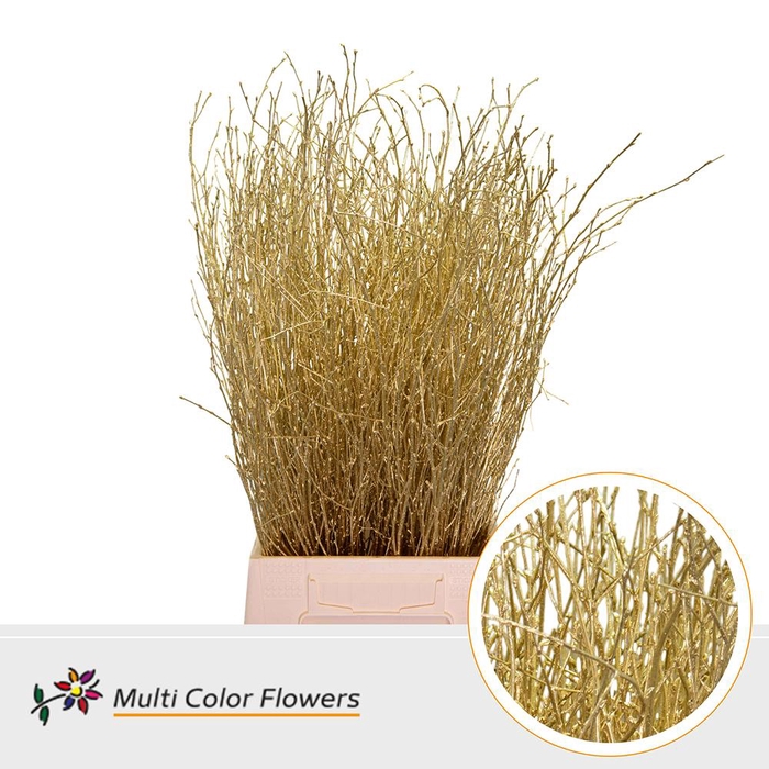 <h4>BETULA OV KLB H%</h4>