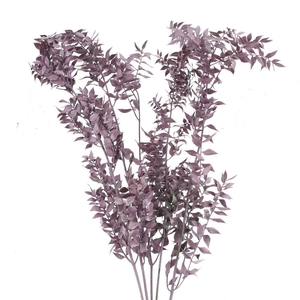 Pres Ruscus Metallic Pink (5 Stems P Bunch)