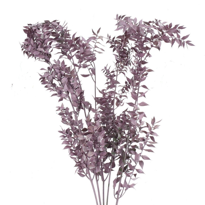 <h4>Pres Ruscus Metallic Pink (5 Stems P Bunch)</h4>