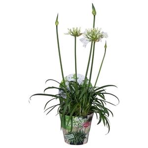 Agapanthus africanus Summer Love White