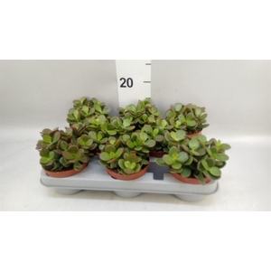 Crassula ovata 'Minor'