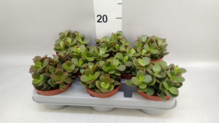 <h4>Crassula ovata 'Minor'</h4>