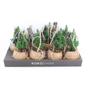 arr3 Kokoplant - Picea kokos hang bol x8