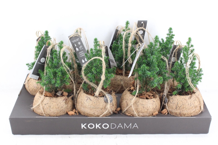 <h4>arr3 Kokoplant - Picea kokos hang bol x8</h4>