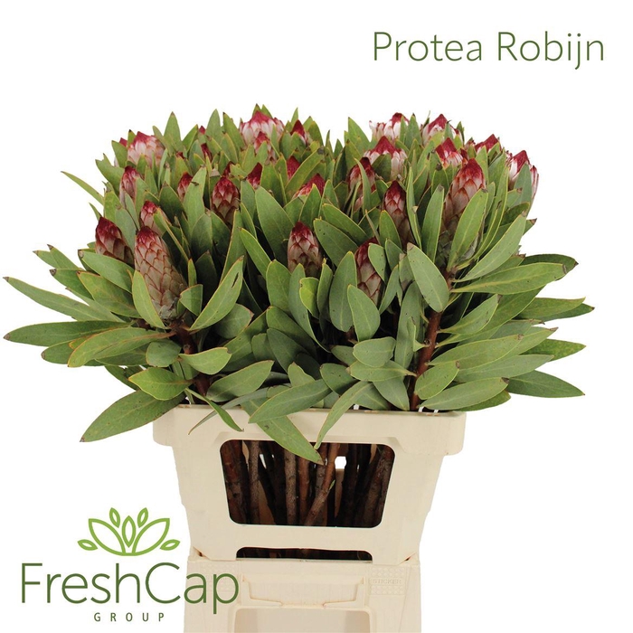 <h4>Protea 'Robijn'</h4>