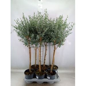 Eucalyptus gunnii