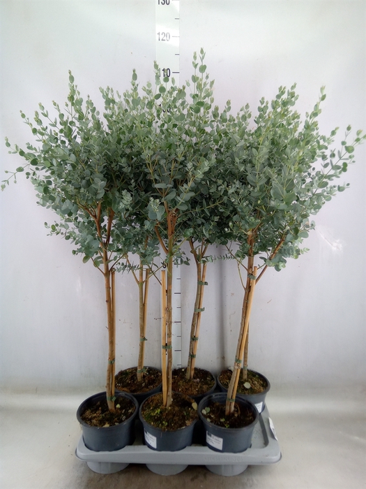 <h4>Eucalyptus gunnii</h4>