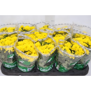 CRISANTEMO MINI P11 AMARELO