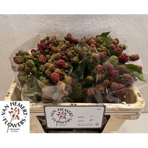 RUBUS FR CHESTER