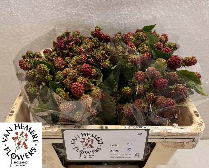 <h4>RUBUS FR CHESTER</h4>