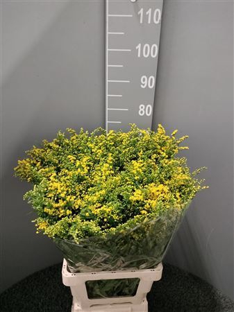 <h4>Solidago Gold Glory</h4>