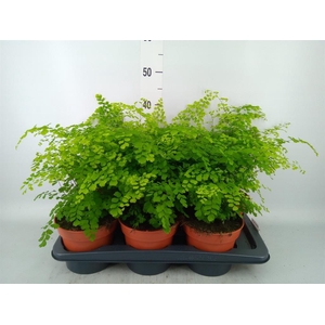 Adiantum raddi. 'Fragrans'