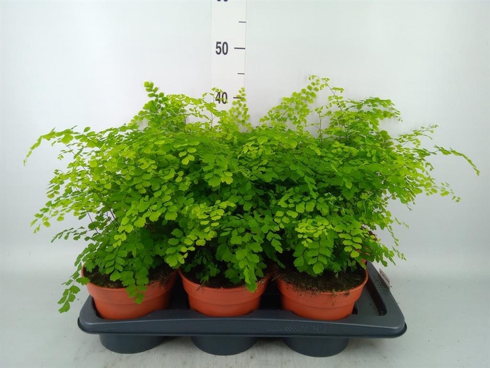 <h4>Adiantum raddi. 'Fragrans'</h4>
