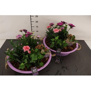 * Arr. Zink Paars Tuinplanten 29 Cm.
