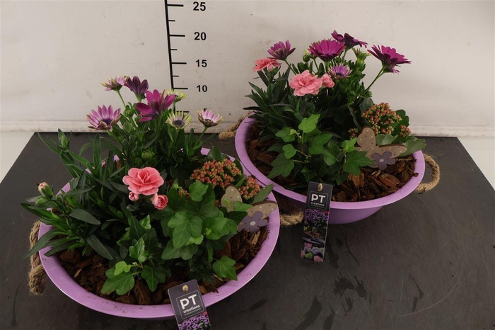<h4>* Arr. Zink Paars Tuinplanten 29 Cm.</h4>