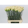 Dianthus St Lege Marrone