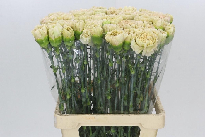 Dianthus St Lege Marrone