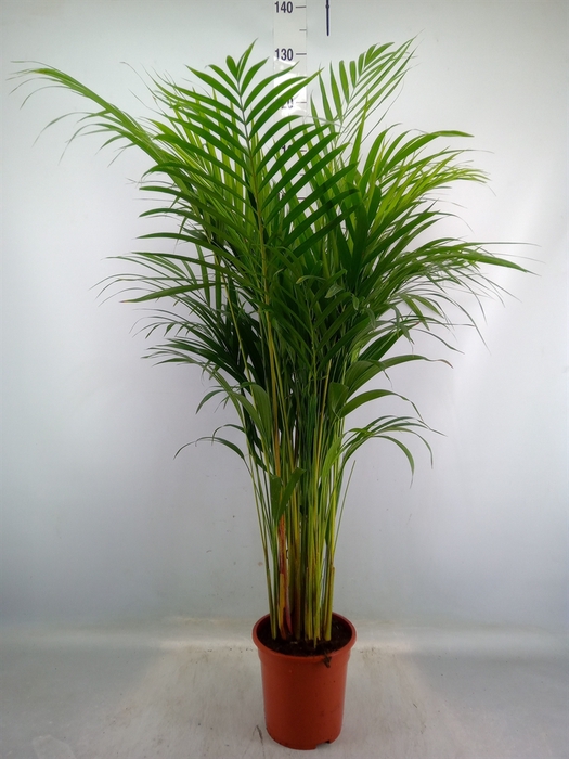 <h4>Dypsis lutescens   ...Chrysalidoca</h4>