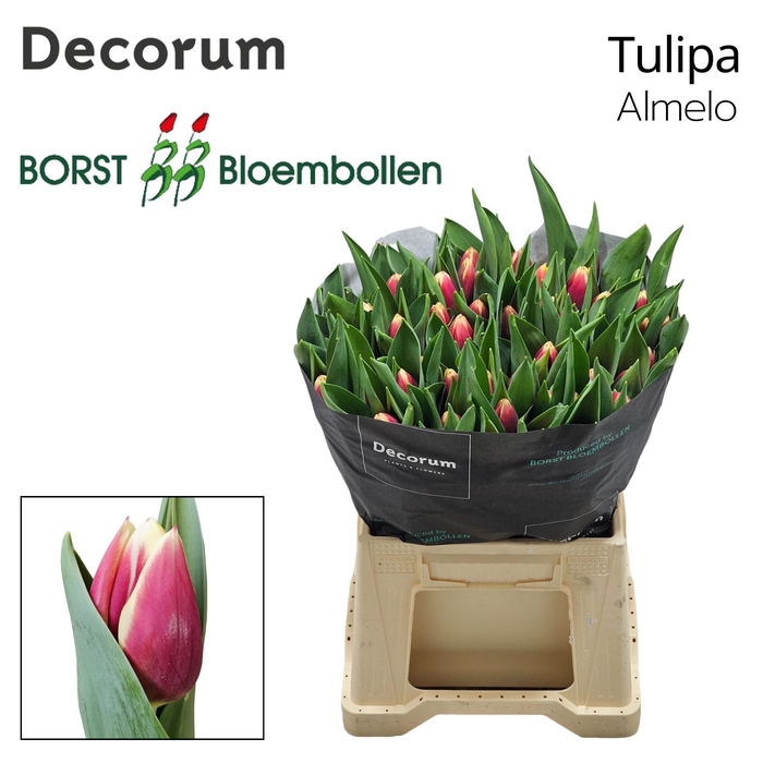 <h4>Tulipa Almelo</h4>