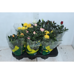 ROSEIRA MINI P15