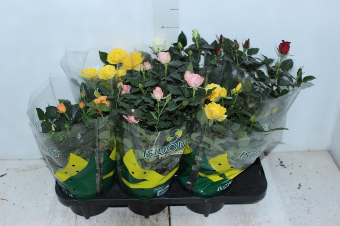 <h4>ROSEIRA MINI P15</h4>