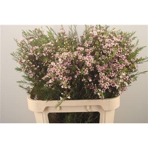 Chamelaucium Wendy Rose