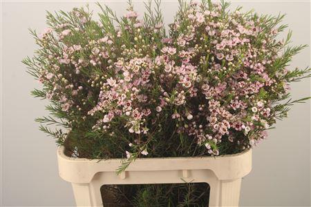 <h4>Chamelaucium Wendy Rose</h4>