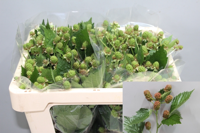 <h4>RUBUS FR CHESTER</h4>