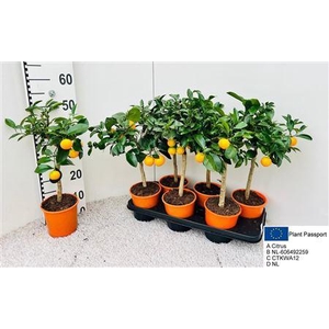 Citr Microcarpa 5+