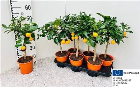 <h4>Citr Microcarpa 5+</h4>