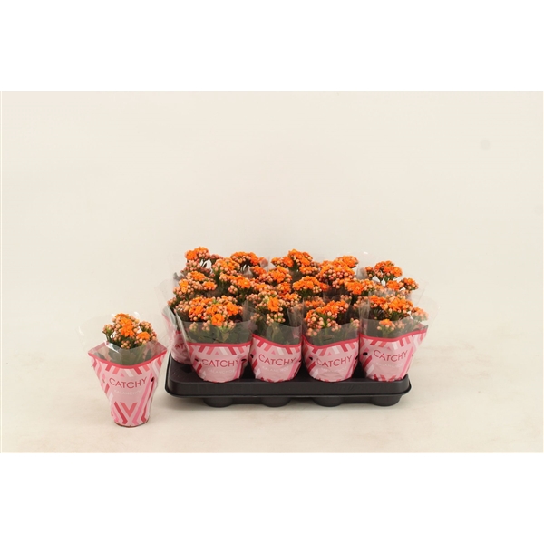 <h4>Kalanchoe Double Orange</h4>
