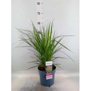 Calamagrostis acutifl. 'Karl Foe'