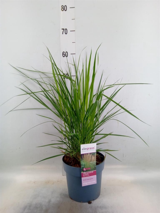 <h4>Calamagrostis acutifl. 'Karl Foe'</h4>