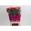 Dianthus St Cheerio