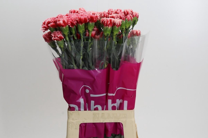 <h4>Dianthus St Cheerio</h4>