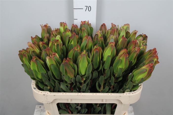 <h4>Leucadendron Laurel Yellow Spray 070cm</h4>