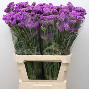 Limonium St Milka Birds X50