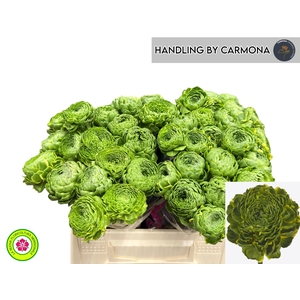 RAN PON PON PETERPAN