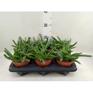 Cotyledon  'Elephants Trunk'